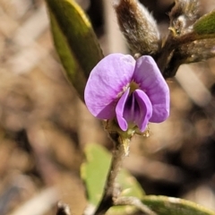 Hovea heterophylla (Common Hovea) at Top Hut TSR - 24 Sep 2022 by trevorpreston