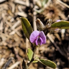 Hovea heterophylla at Dry Plain, NSW - 25 Sep 2022