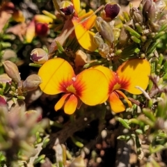 Dillwynia prostrata (Matted Parrot-pea) at Dry Plain, NSW - 24 Sep 2022 by trevorpreston