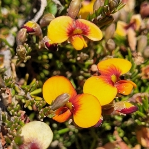 Dillwynia prostrata at Dry Plain, NSW - 25 Sep 2022 09:49 AM