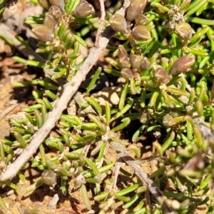 Dillwynia prostrata at Dry Plain, NSW - 25 Sep 2022 09:49 AM