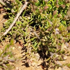 Dillwynia prostrata at Dry Plain, NSW - 25 Sep 2022 09:49 AM