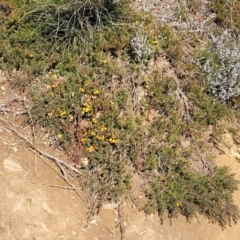 Dillwynia prostrata at Dry Plain, NSW - 25 Sep 2022 09:49 AM