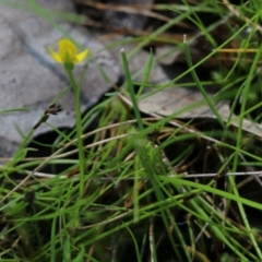 Unidentified Lily or Iris at Albury, NSW - 24 Sep 2022 by KylieWaldon