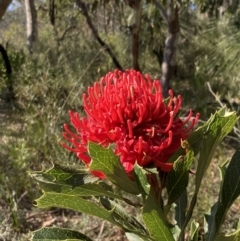 Telopea speciosissima (NSW Waratah) at Jervis Bay National Park - 25 Sep 2022 by AnneG1