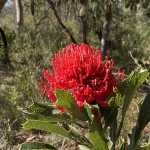 Telopea speciosissima at Hyams Beach, NSW - suppressed