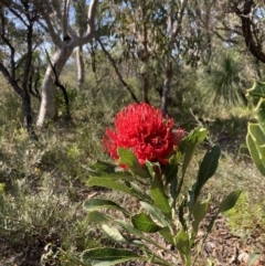 Telopea speciosissima at Hyams Beach, NSW - suppressed