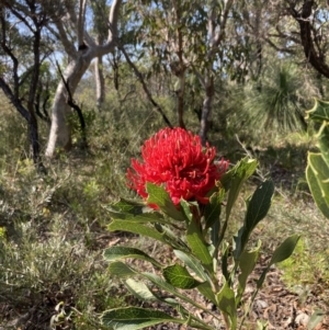 Telopea speciosissima at Hyams Beach, NSW - 25 Sep 2022