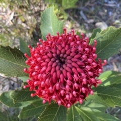 Telopea speciosissima at Hyams Beach, NSW - 25 Sep 2022