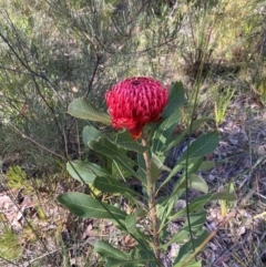 Telopea speciosissima at Hyams Beach, NSW - suppressed