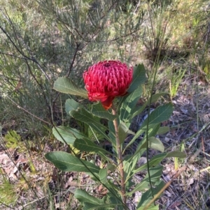 Telopea speciosissima at Hyams Beach, NSW - suppressed