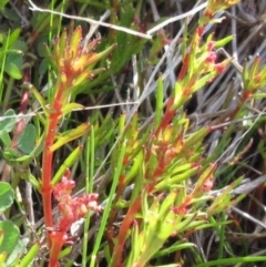 Haloragis heterophylla (Variable raspwort) at Molonglo Valley, ACT - 25 Sep 2022 by sangio7
