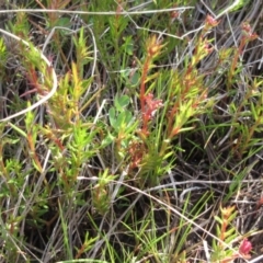 Haloragis heterophylla at Molonglo Valley, ACT - 25 Sep 2022