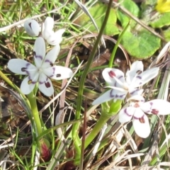 Wurmbea dioica subsp. dioica (Early Nancy) at Molonglo Valley, ACT - 25 Sep 2022 by sangio7