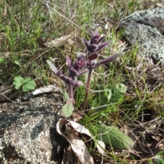 Ajuga australis (Austral Bugle) at Molonglo Valley, ACT - 25 Sep 2022 by sangio7