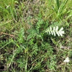 Acaena x ovina (Sheep's Burr) at Molonglo Valley, ACT - 25 Sep 2022 by sangio7