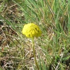 Craspedia variabilis (Common Billy Buttons) at Molonglo Valley, ACT - 25 Sep 2022 by sangio7