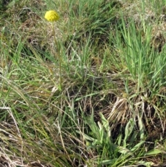 Craspedia variabilis at Molonglo Valley, ACT - 25 Sep 2022