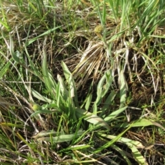 Craspedia variabilis at Molonglo Valley, ACT - 25 Sep 2022