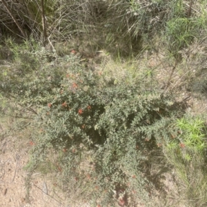 Grevillea alpina at Aranda, ACT - 26 Sep 2022 12:20 PM