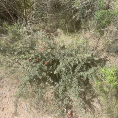 Grevillea alpina (Mountain Grevillea / Cat's Claws Grevillea) at Aranda, ACT - 26 Sep 2022 by lbradley