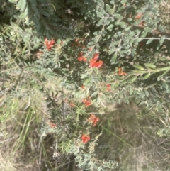 Grevillea alpina at Aranda, ACT - 26 Sep 2022