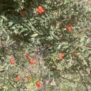 Grevillea alpina at Aranda, ACT - 26 Sep 2022