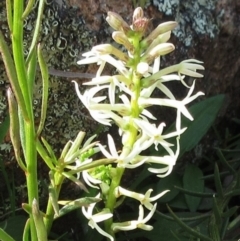 Stackhousia monogyna (Creamy Candles) at Molonglo Valley, ACT - 25 Sep 2022 by sangio7