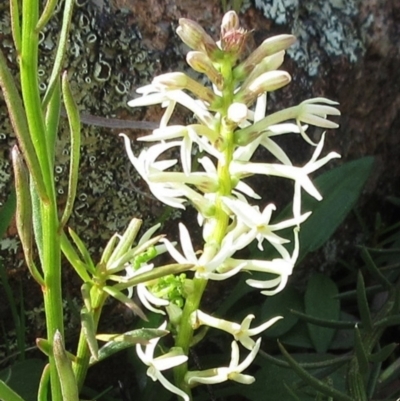 Stackhousia monogyna (Creamy Candles) at The Pinnacle - 25 Sep 2022 by sangio7
