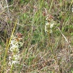 Stackhousia monogyna at Molonglo Valley, ACT - 25 Sep 2022