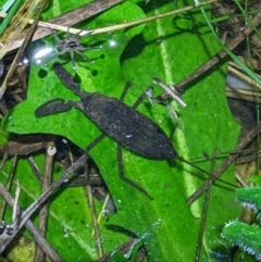 Laccotrephes tristis (Water Scorpion or Toe-biter) at Gateway Island, VIC - 22 Sep 2022 by ChrisAllen