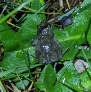 Crinia signifera at Gateway Island, VIC - 22 Sep 2022