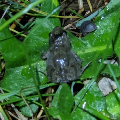 Crinia signifera (Common Eastern Froglet) at Wodonga - 22 Sep 2022 by ChrisAllen