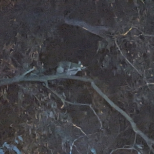 Trichosurus vulpecula at Gateway Island, VIC - 22 Sep 2022