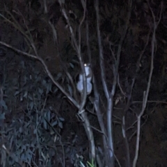 Pseudocheirus peregrinus (Common Ringtail Possum) at Wodonga Regional Park - 22 Sep 2022 by ChrisAllen