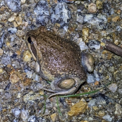 Limnodynastes dumerilii (Eastern Banjo Frog) at Wodonga - 22 Sep 2022 by ChrisAllen