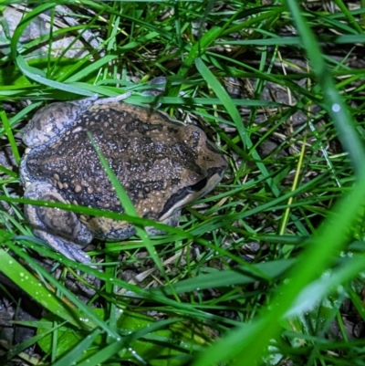 Limnodynastes dumerilii (Eastern Banjo Frog) at Wodonga - 22 Sep 2022 by ChrisAllen
