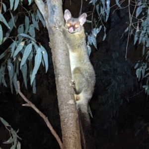 Trichosurus vulpecula at South Albury, NSW - 22 Sep 2022