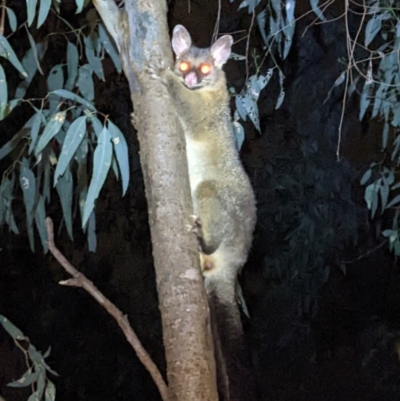 Trichosurus vulpecula (Common Brushtail Possum) at Wodonga Regional Park - 22 Sep 2022 by ChrisAllen