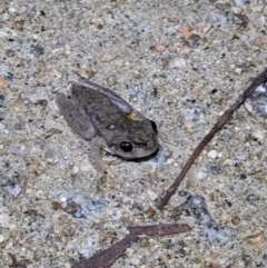 Litoria peronii (TBC) at suppressed - 22 Sep 2022 by ChrisAllen