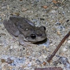 Litoria peronii at Gateway Island, VIC - 22 Sep 2022 09:17 PM
