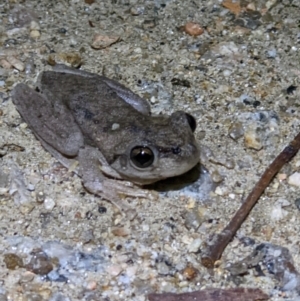 Litoria peronii at Gateway Island, VIC - 22 Sep 2022 09:17 PM