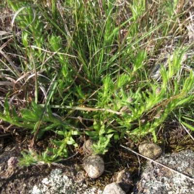 Leptorhynchos squamatus (Scaly Buttons) at Molonglo Valley, ACT - 25 Sep 2022 by sangio7