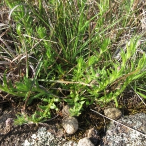 Leptorhynchos squamatus at Molonglo Valley, ACT - 25 Sep 2022