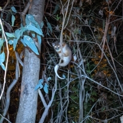 Pseudocheirus peregrinus (Common Ringtail Possum) at Wodonga - 22 Sep 2022 by ChrisAllen