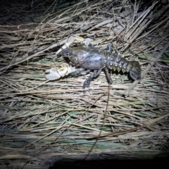 Euastacus armatus (Murray River Crayfish) at Bandiana, VIC - 25 Sep 2022 by ChrisAllen