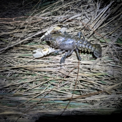 Unidentified Freshwater Crayfish at Wodonga - 25 Sep 2022 by ChrisAllen