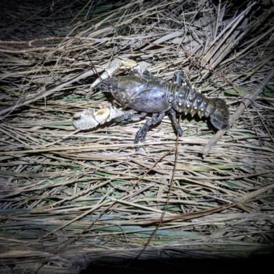 Euastacus armatus (Murray River Crayfish) at Bandiana, VIC - 25 Sep 2022 by ChrisAllen