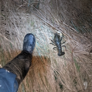 Euastacus armatus at Bandiana, VIC - suppressed