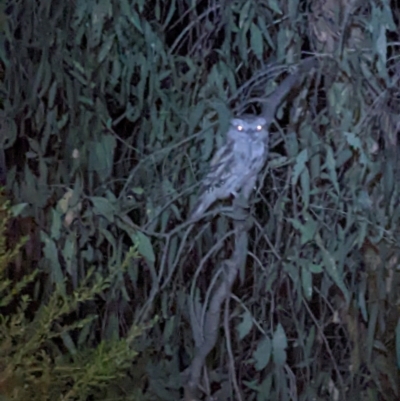 Podargus strigoides (Tawny Frogmouth) at Wodonga - 25 Sep 2022 by ChrisAllen